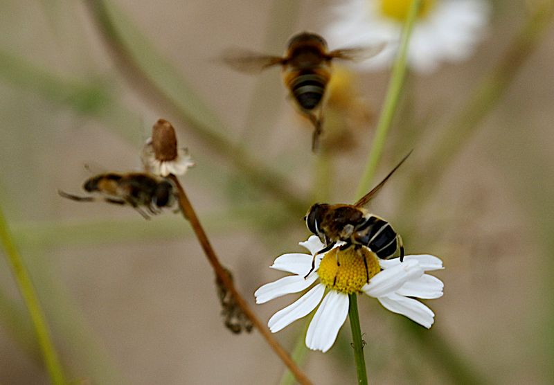 Fltslamfluga (Eristalis nemorum) Orange-spined Dronefly