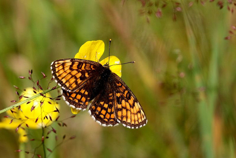 Skogsntfjril (Melitaea athalia) Heath Fritillary