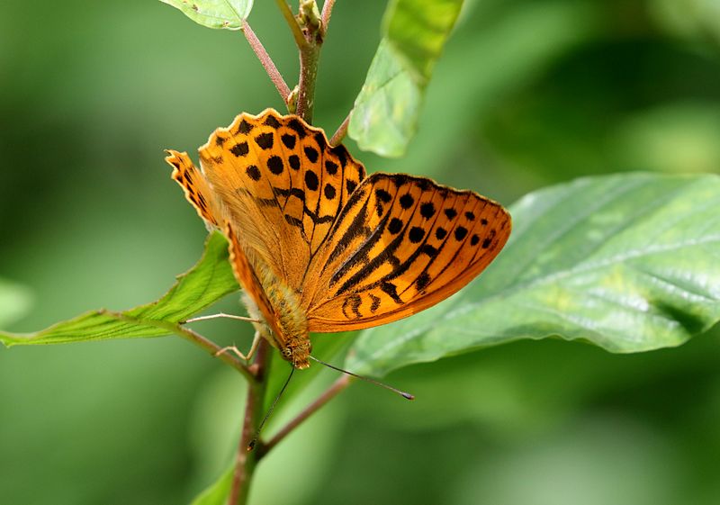 Silverstreckad Prlemorfjril  (Argynnis paphia) Silver-washed Fritillary 