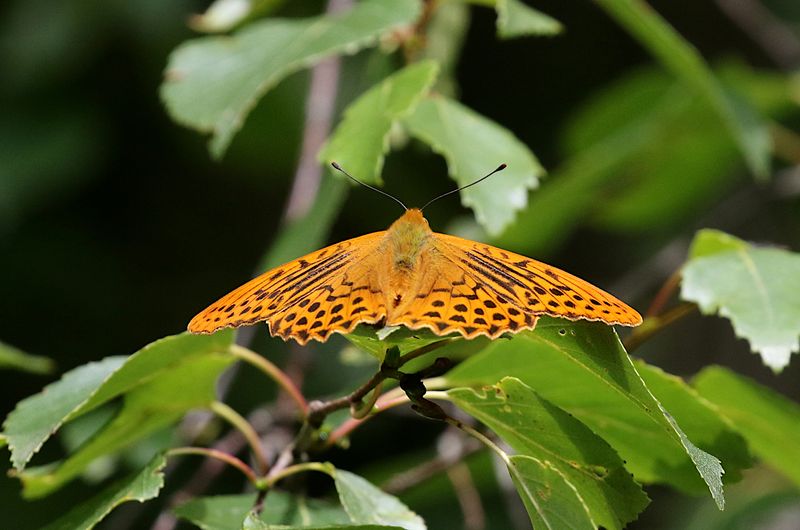Silverstreckad Prlemorfjril  (Argynnis paphia) Silver-washed Fritillary 