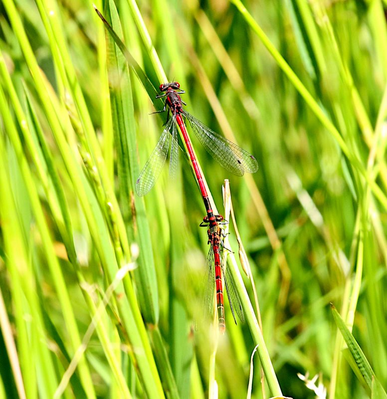 Rd Flickslnda   (Pyrrhosoma nymphula) Red Large Damselfly