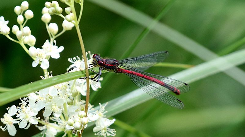 Rd Flickslnda   (Pyrrhosoma nymphula) Red Large Damselfly