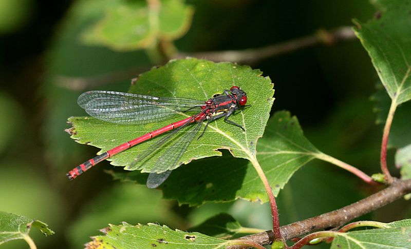 Rd Flickslnda   (Pyrrhosoma nymphula) Red Large Damselfly