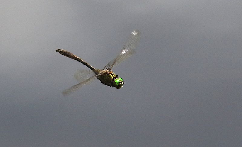 Guldtrollslända (Cordulia aenea) Downy Emerald