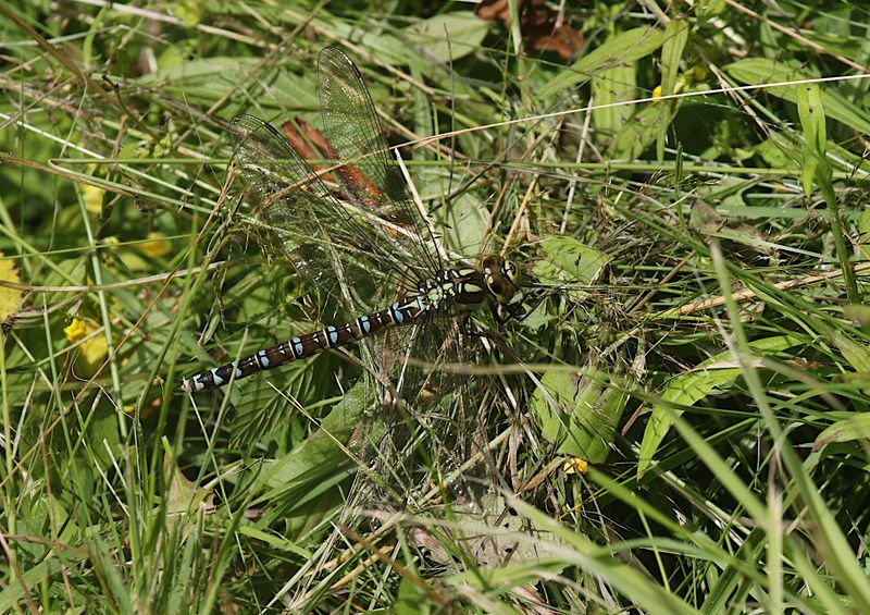 Blgrn Mosaikslnda (Aeshna cyanea) Southern Hawker
