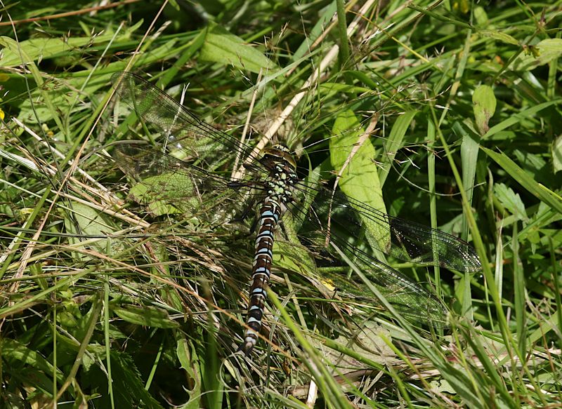 Blgrn Mosaikslnda (Aeshna cyanea) Southern Hawker