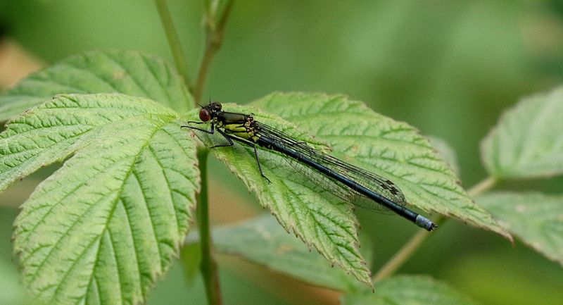 Strre Rdgonflickslnda (Erythromma najas) Red-eyed Damselfly