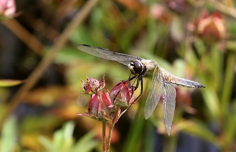 Fyrflckad Trollslnda (Libellula quadrimaculata) Four-spotted Skimmer