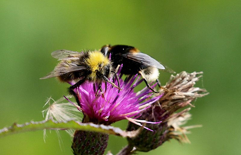 Blåklockshumla (Bombus soroeensis) Broken-belted Bumble Bee