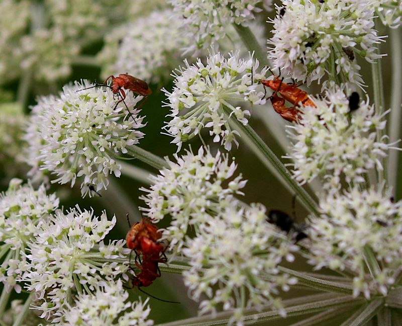 Prästbagge (Rhagonycha fulva) Common Red Soldier Beetle