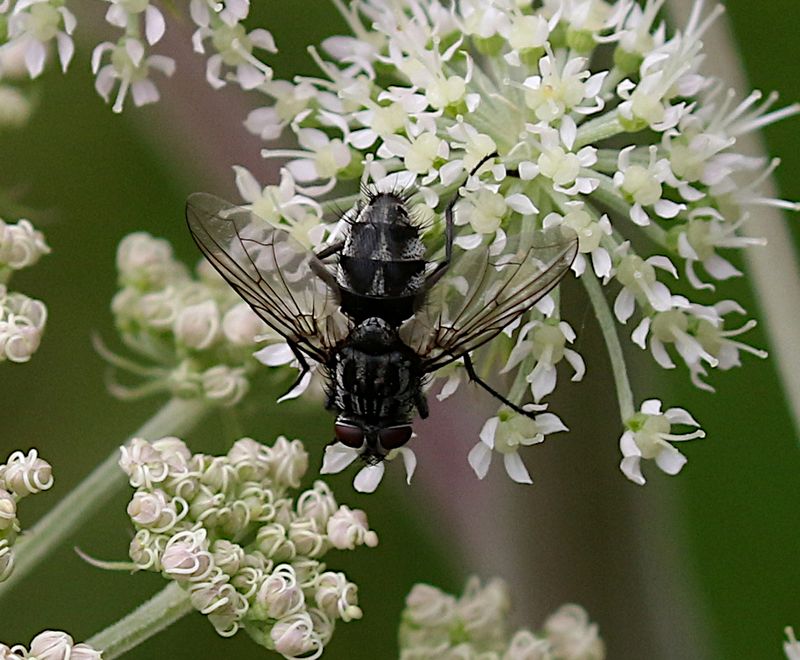 Dinera ferina
