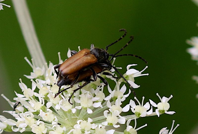 Fläckhornad Blombock (Paracorymbia maculicornis)