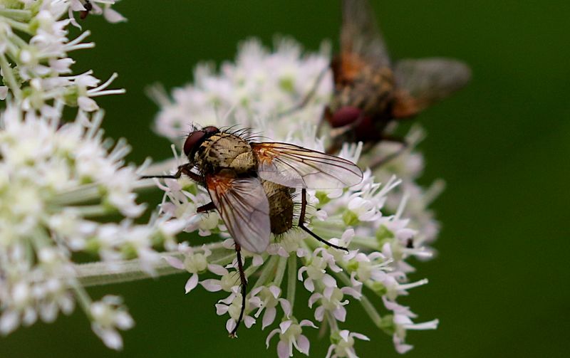 Phaonia angelicae