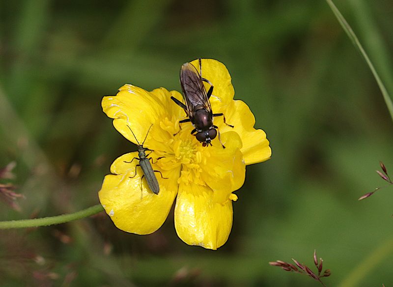 Dusky-banded Leafwalker (Fläckig malmblomfluga)(Chalcosyrphus nemorum) and Oedemera lurida