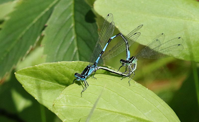 Variable Bluet (Coenagrion pulchellum) Mrk Lyrflickslnda