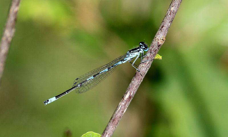 Mrk Lyrflickslnda (Coenagrion pulchellum) Variable Bluet