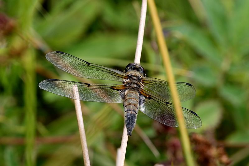 Fyrflckad Trollslnda (Libellula quadrimaculata) Four-spotted Skimmer