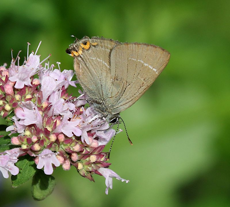 Almsnabbvinge (Satyrium w-album) White-lined Hairstreak