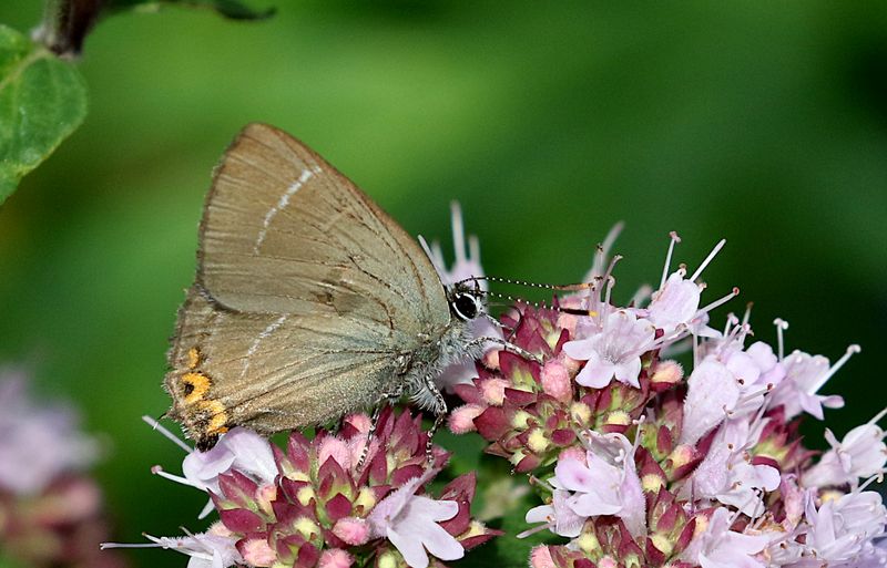 Almsnabbvinge (Satyrium w-album) White-lined Hairstreak