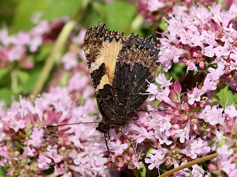 Nsselfjril (Aglais urticae) Small Tortoiseshell