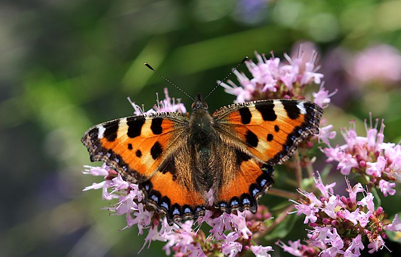Nsselfjril (Aglais urticae) Small Tortoiseshell
