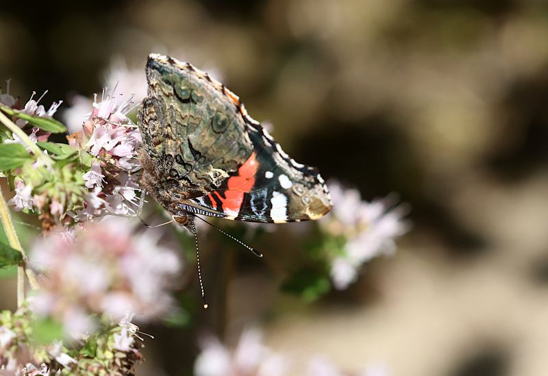 Amiral (Vanessa atalanta) RedAdmiral