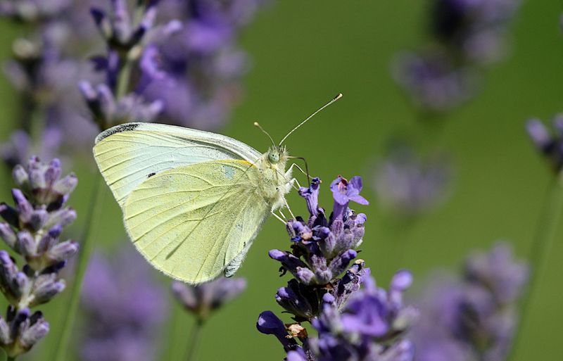 Rovfjril (Pieris rapae) Cabbage White