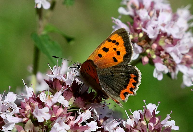 Mindre Guldvinge (Lycaena phlaeas) Small Copper