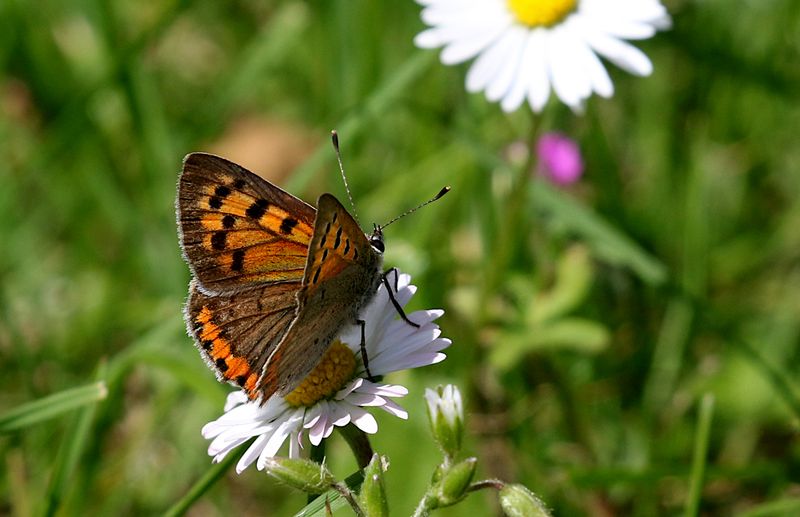Mindre Guldvinge (Lycaena phlaeas) Small Copper