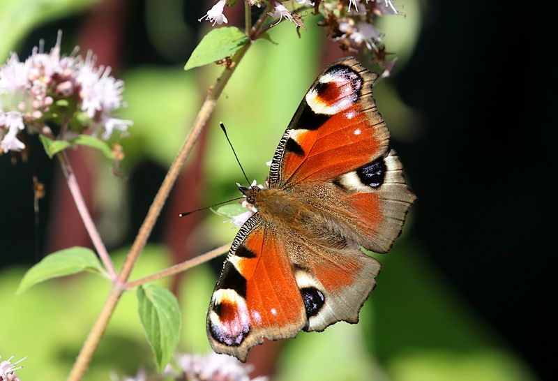 Lepidoptera, Odonata, Bugs and other insects of Sweden