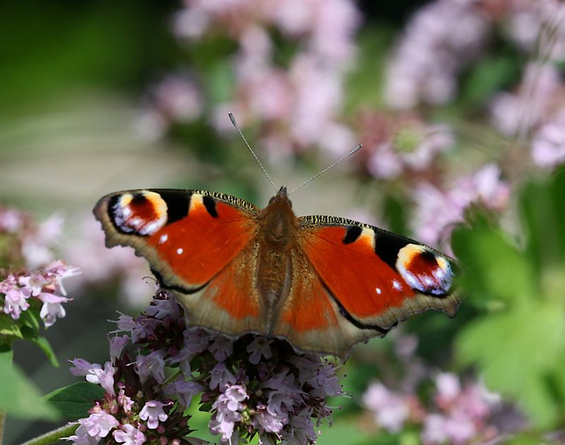 Pfgelga (Aglais io) Peacock Butterfly