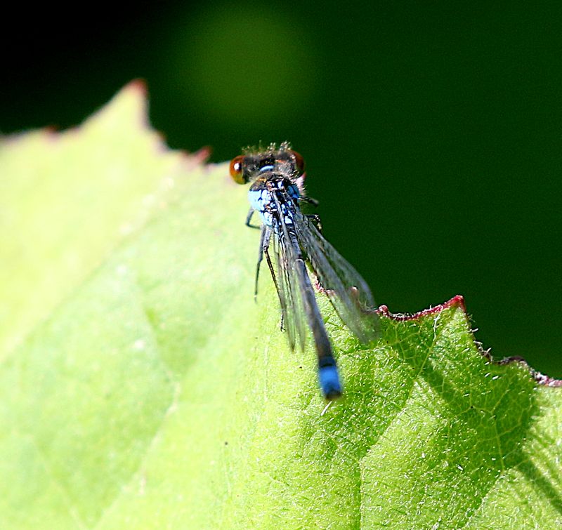 Mindre Rdgonflickslnda (Erythromma viridulum) Small-eyed Damselfly