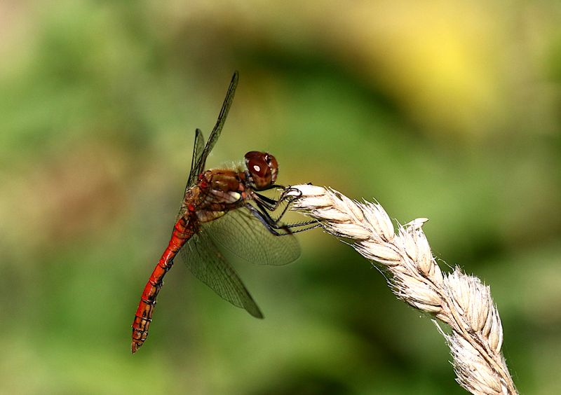  Strre ngstrollslnda (Sympetrum striolatum) Common Darter 