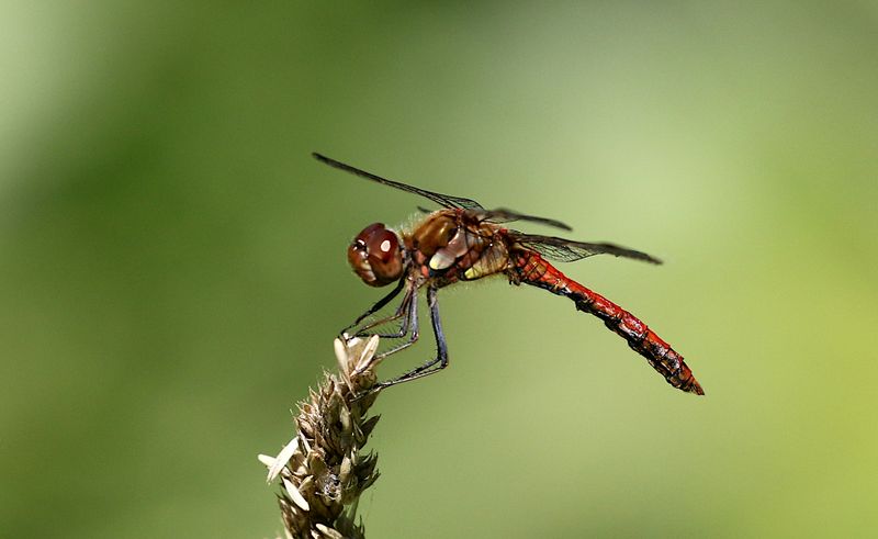 Strre ngstrollslnda (Sympetrum striolatum) Common Darter