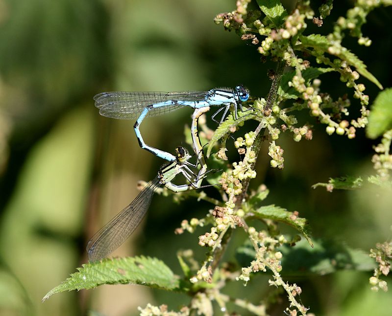 Sjflickslnda (Enallagma cyathigerum) Common Blue Damselfly