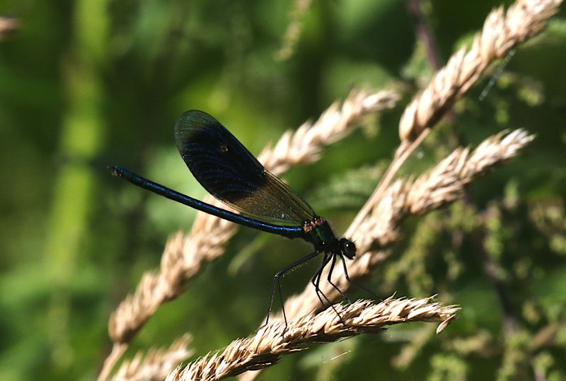 Blbandad jungfruslnda (Calopteryx splendens) Blue-banded Demoiselle 