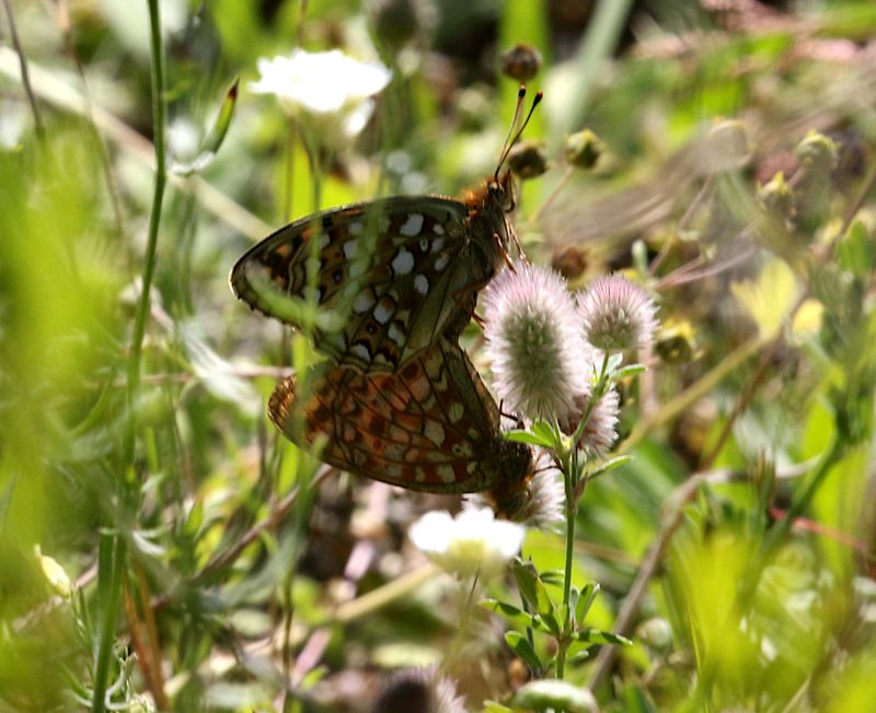 Hedprlemorfjril (Argynnis niobe) Niobe Fritillary