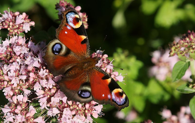Pfgelga (Aglais io) Peacock Butterfly
