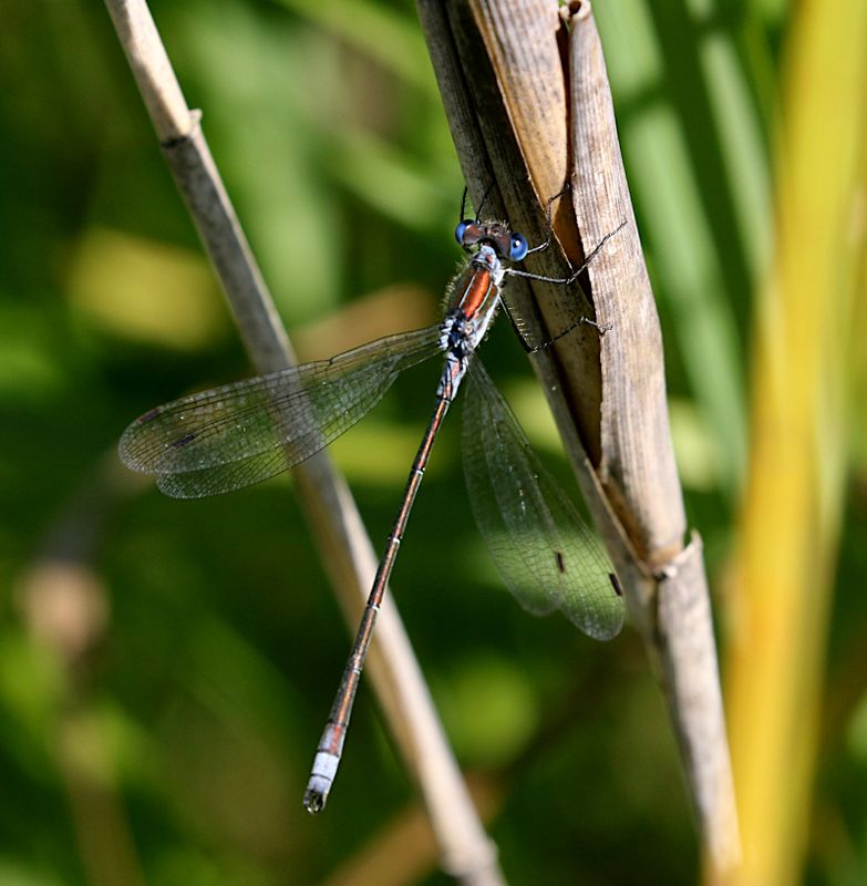  Pudrad Smaragdflickslnda (Lestes sponsa) Common Spreadwing