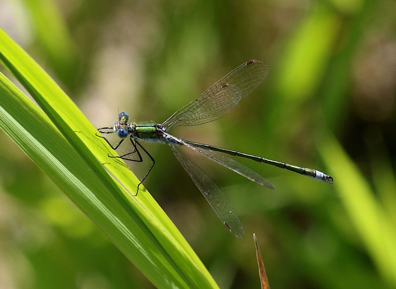 Pudrad Smaragdflickslnda (Lestes sponsa) Common Spreadwing