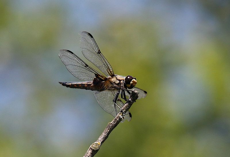Fyrflckad Trollslnda (Libellula quadrimaculata) Four-spotted Skimmer