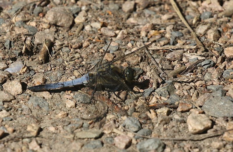 Strre Sjtrollslnda (Orthetrum cancellatum) Black-tailed Skimmer