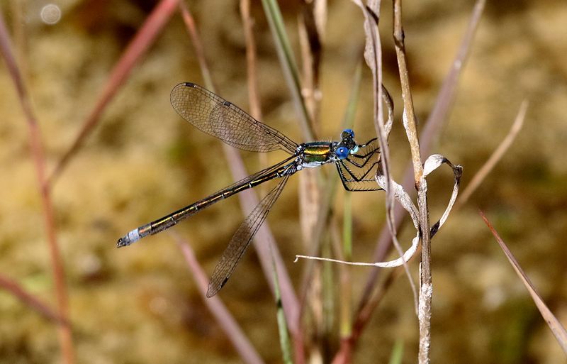 Kraftig Smaragdflickslnda (Lestes dryas) Emerald Spreadwing