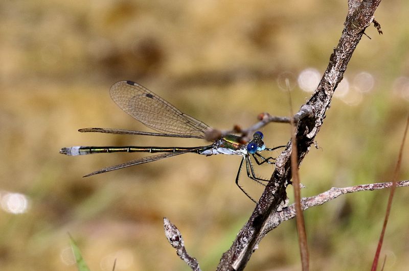 Kraftig Smaragdflickslnda (Lestes dryas) Emerald Spreadwing