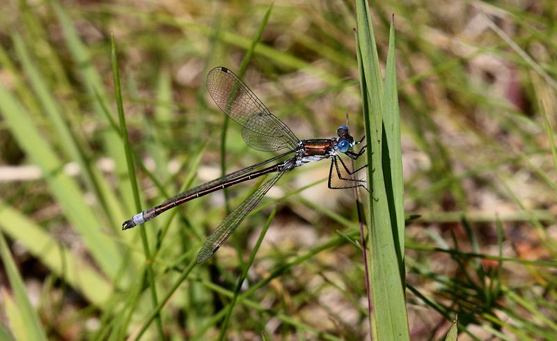 Kraftig Smaragdflickslnda (Lestes dryas) Emerald Spreadwing