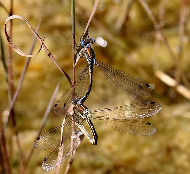  Kraftig Smaragdflickslnda (Lestes dryas) Emerald Spreadwing