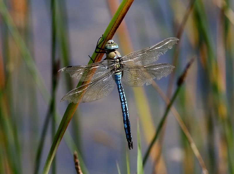 Odonata of Sweden