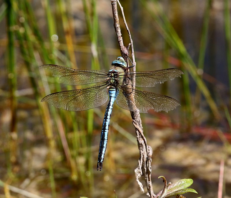 Bl Kejsartrollslnda (Anax imperator) Blue Emperor