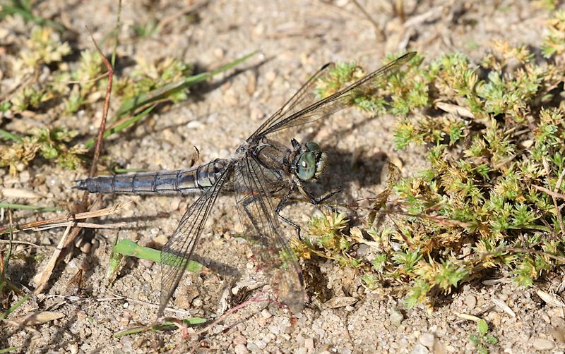 Strre Sjtrollslnda (Orthetrum cancellatum) Black-tailed Skimmer