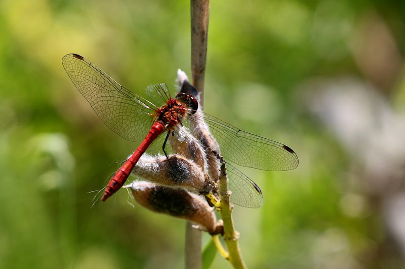 Blodrd ngstrollslnda (Sympetrum sanguineum) Ruddy Darter